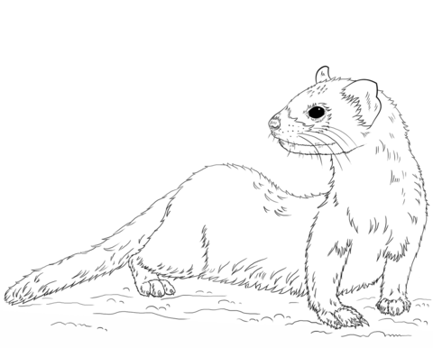 Black Footed Ferret Coloring Page